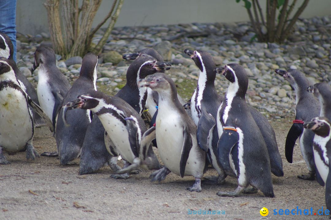 Zoo-Z_rich-26042012-Bodensee-Community-Seechat-de62.jpg