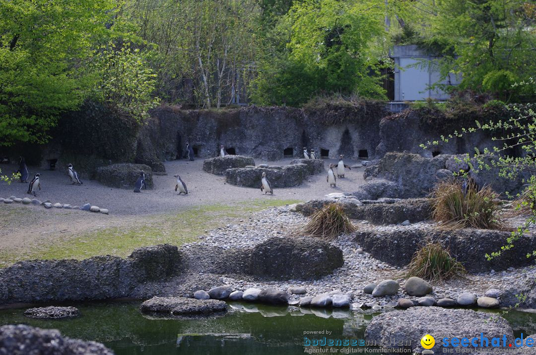 Zoo-Z_rich-26042012-Bodensee-Community-Seechat-de64.jpg