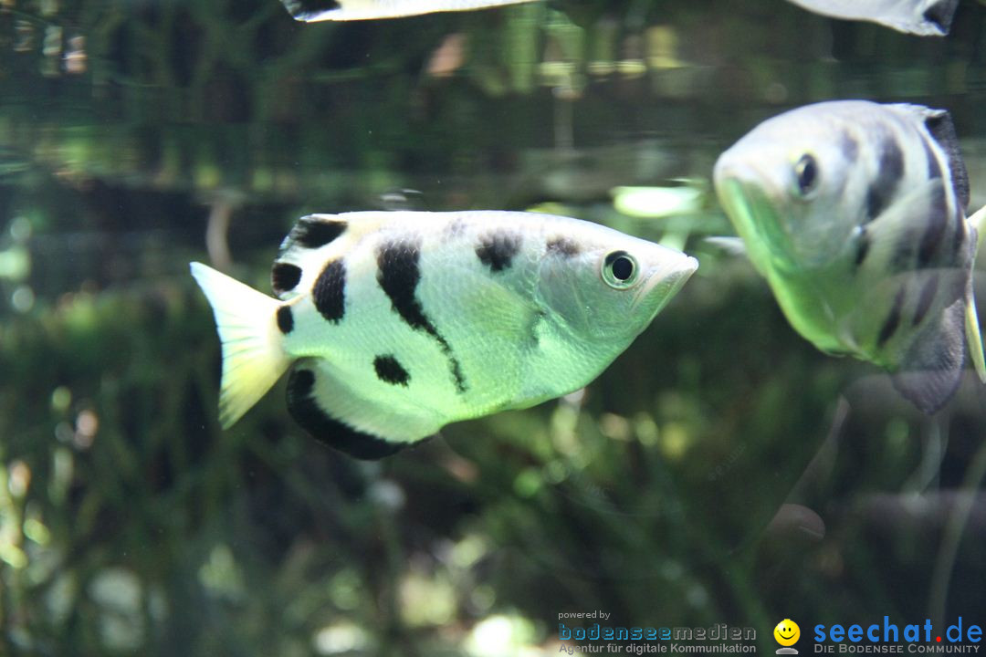 Zoo-Zuerich-26042012-Bodensee-Community_SEECHAT_DE-_02.jpg