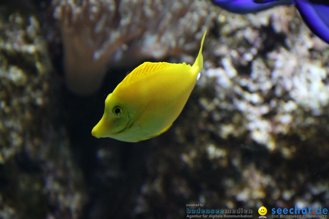 Zoo-Zuerich-26042012-Bodensee-Community_SEECHAT_DE-_06.jpg