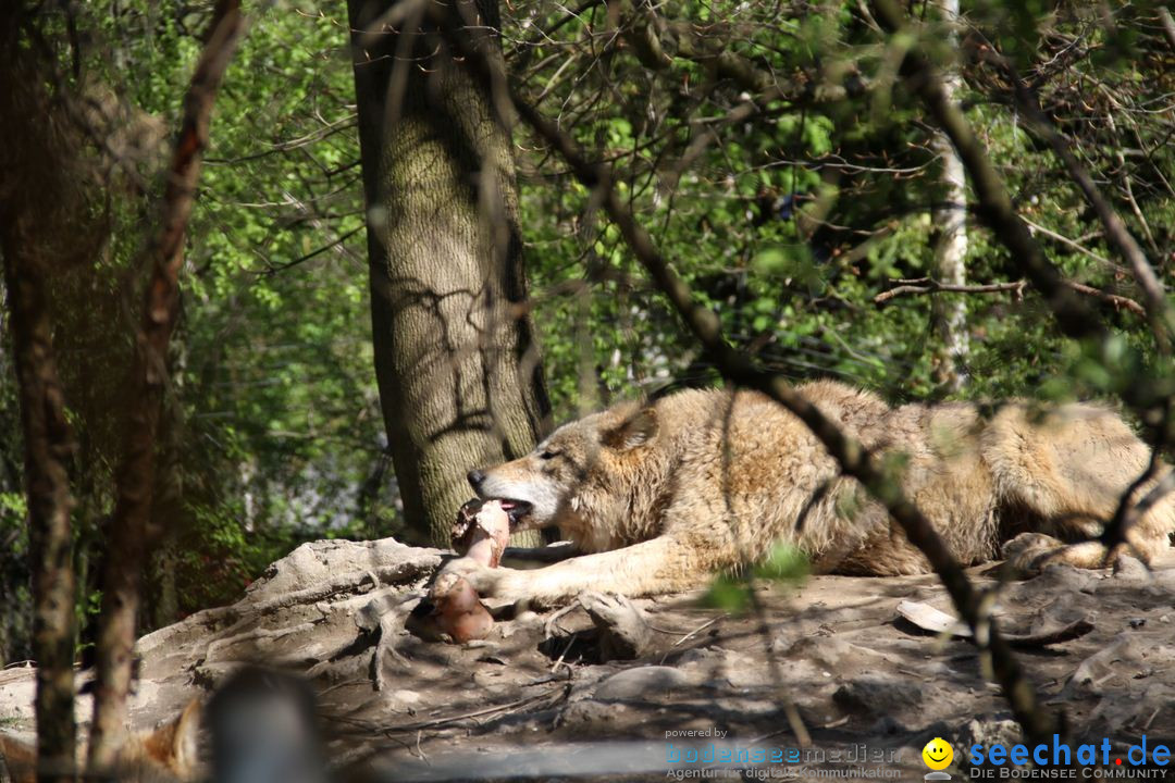 Zoo-Zuerich-26042012-Bodensee-Community_SEECHAT_DE-_102.jpg