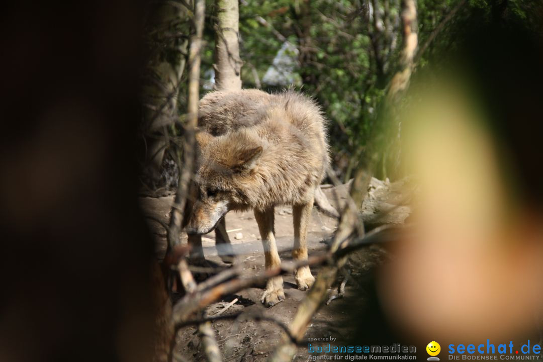 Zoo-Zuerich-26042012-Bodensee-Community_SEECHAT_DE-_103.jpg