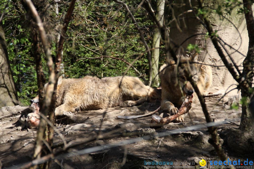 Zoo-Zuerich-26042012-Bodensee-Community_SEECHAT_DE-_104.jpg