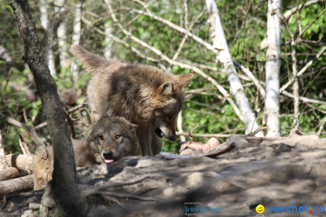 Zoo-Zuerich-26042012-Bodensee-Community_SEECHAT_DE-_106.jpg