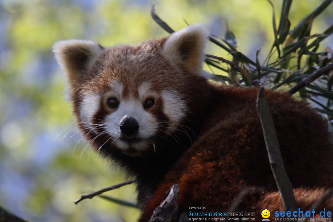 Zoo-Zuerich-26042012-Bodensee-Community_SEECHAT_DE-_107.jpg