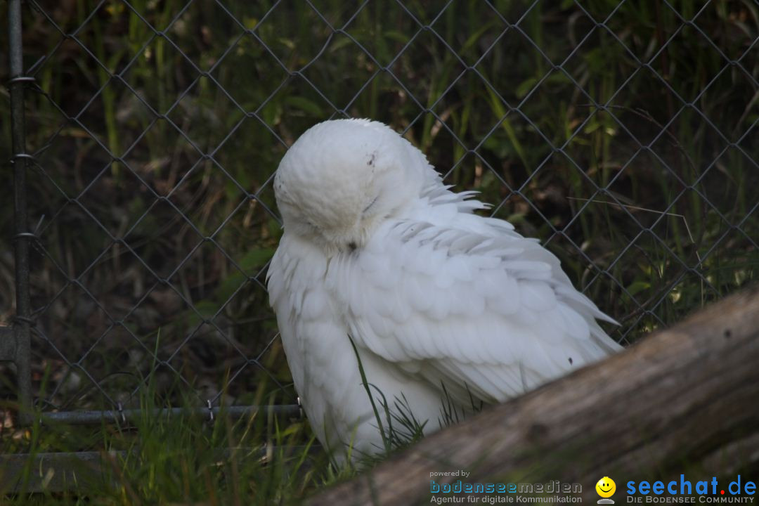 Zoo-Zuerich-26042012-Bodensee-Community_SEECHAT_DE-_112.jpg