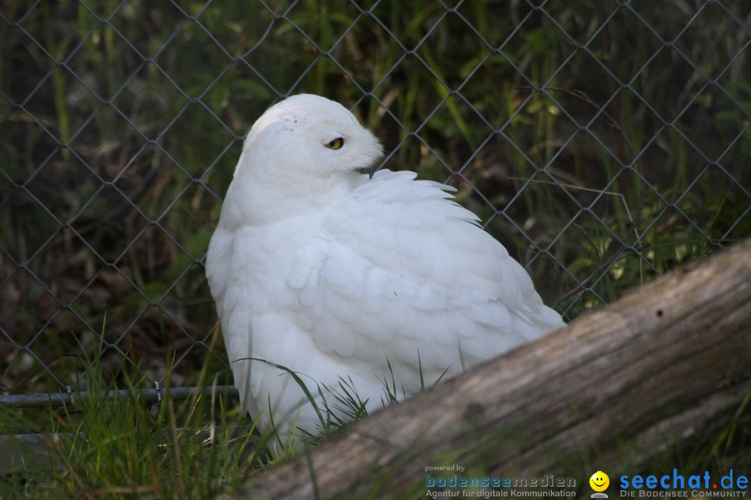 Zoo-Zuerich-26042012-Bodensee-Community_SEECHAT_DE-_113.jpg