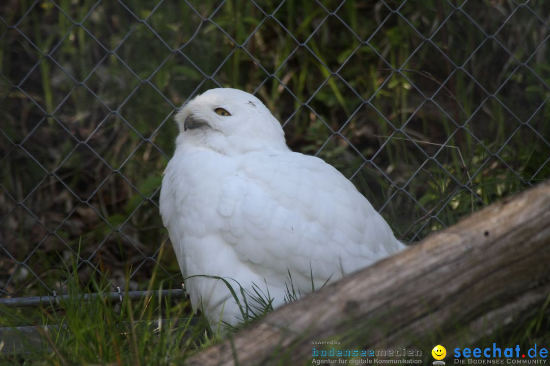 Zoo-Zuerich-26042012-Bodensee-Community_SEECHAT_DE-_114.jpg