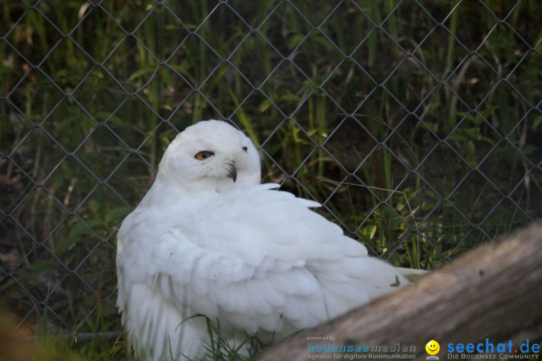 Zoo-Zuerich-26042012-Bodensee-Community_SEECHAT_DE-_115.jpg