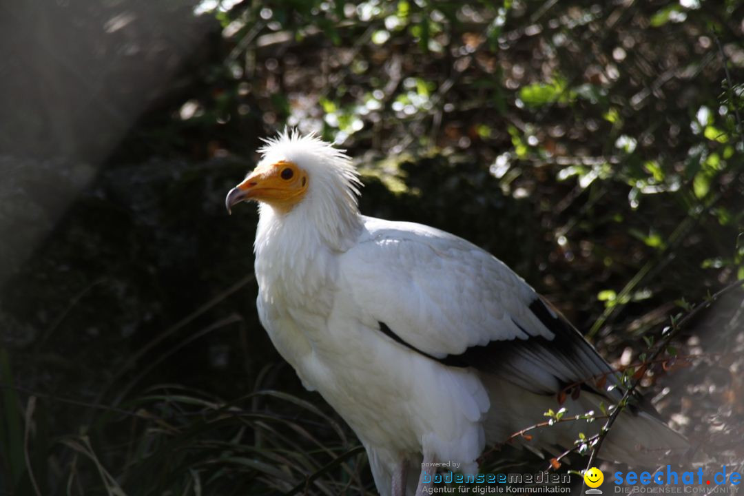 Zoo-Zuerich-26042012-Bodensee-Community_SEECHAT_DE-_116.jpg