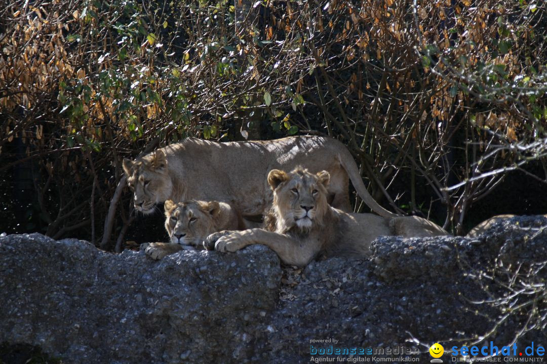 Zoo-Zuerich-26042012-Bodensee-Community_SEECHAT_DE-_117.jpg