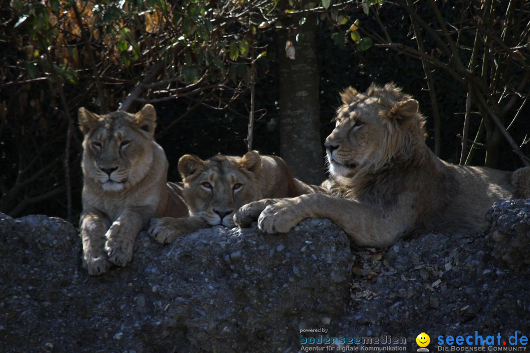 Zoo-Zuerich-26042012-Bodensee-Community_SEECHAT_DE-_118.jpg