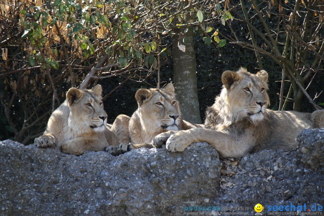 Zoo-Zuerich-26042012-Bodensee-Community_SEECHAT_DE-_12.jpg