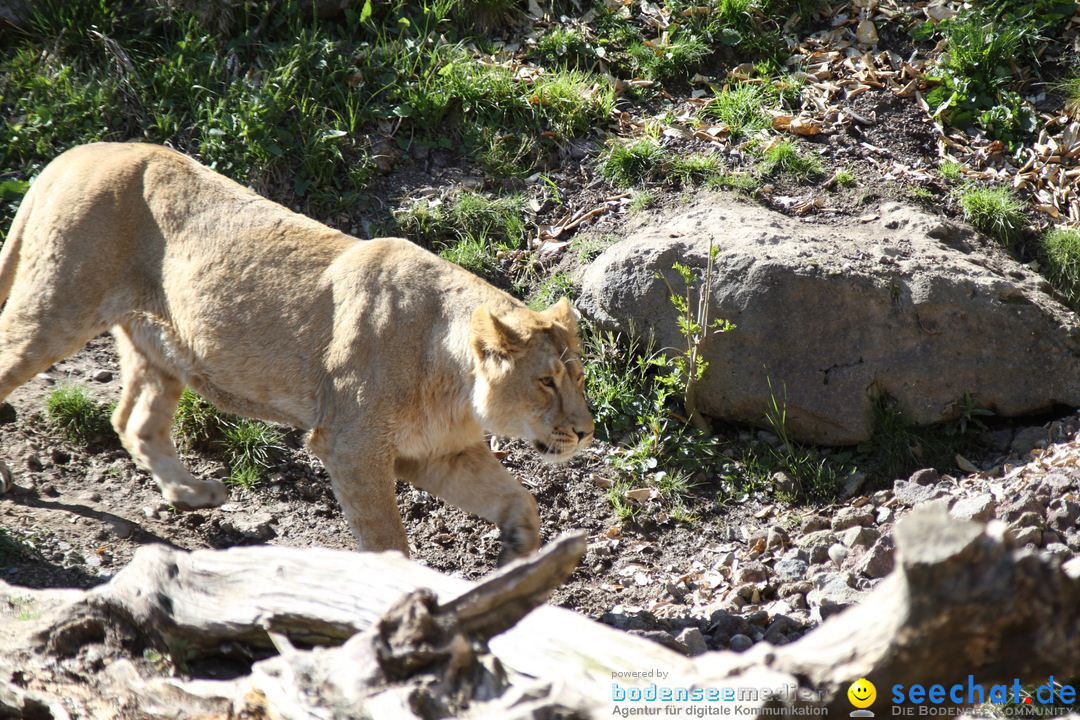 Zoo-Zuerich-26042012-Bodensee-Community_SEECHAT_DE-_120.jpg