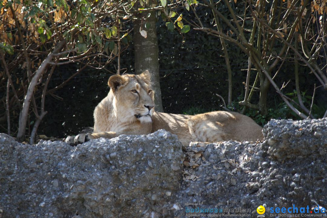 Zoo-Zuerich-26042012-Bodensee-Community_SEECHAT_DE-_121.jpg