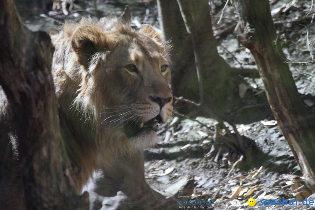 Zoo-Zuerich-26042012-Bodensee-Community_SEECHAT_DE-_122.jpg