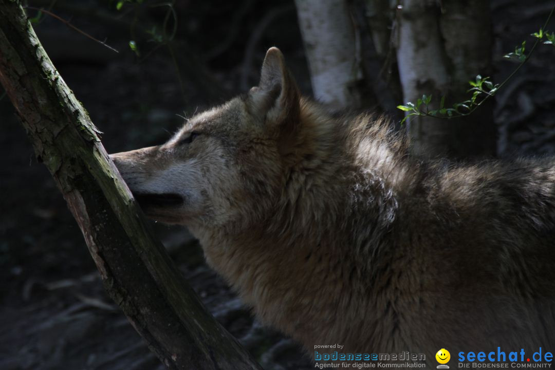 Zoo-Zuerich-26042012-Bodensee-Community_SEECHAT_DE-_123.jpg