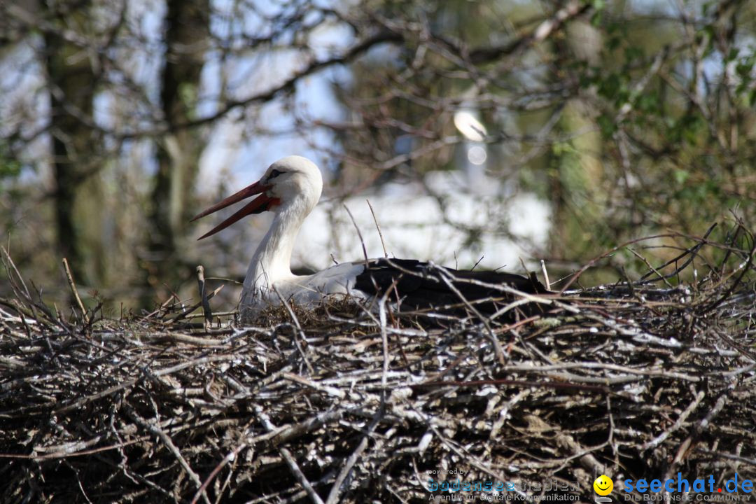 Zoo-Zuerich-26042012-Bodensee-Community_SEECHAT_DE-_124.jpg