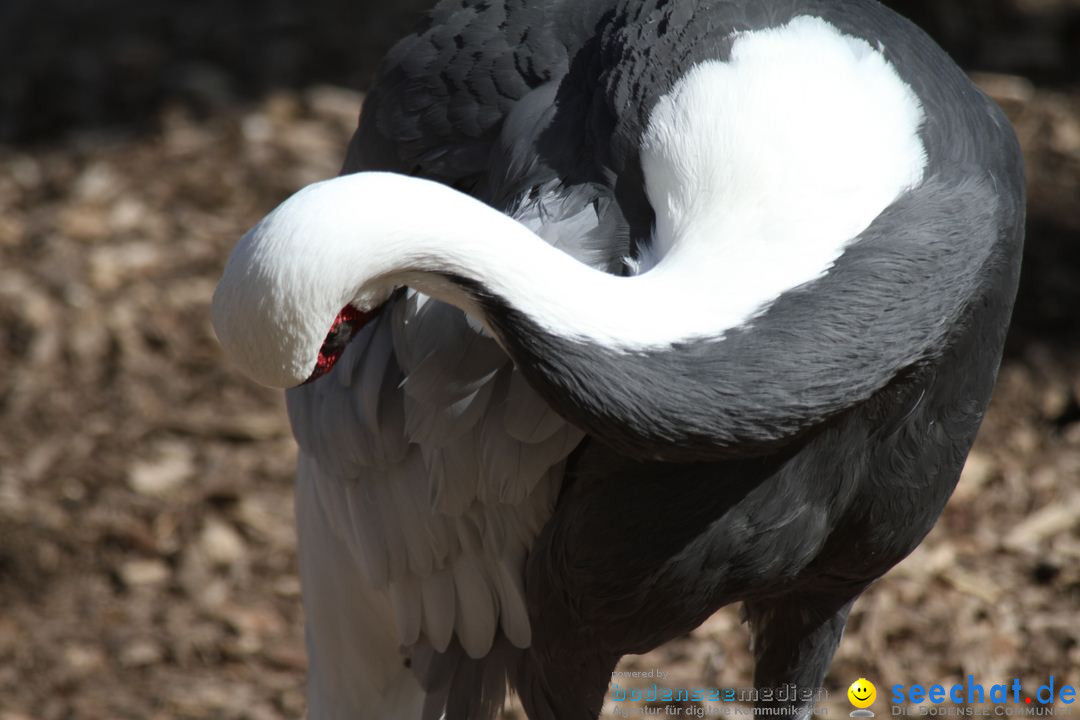 Zoo-Zuerich-26042012-Bodensee-Community_SEECHAT_DE-_125.jpg