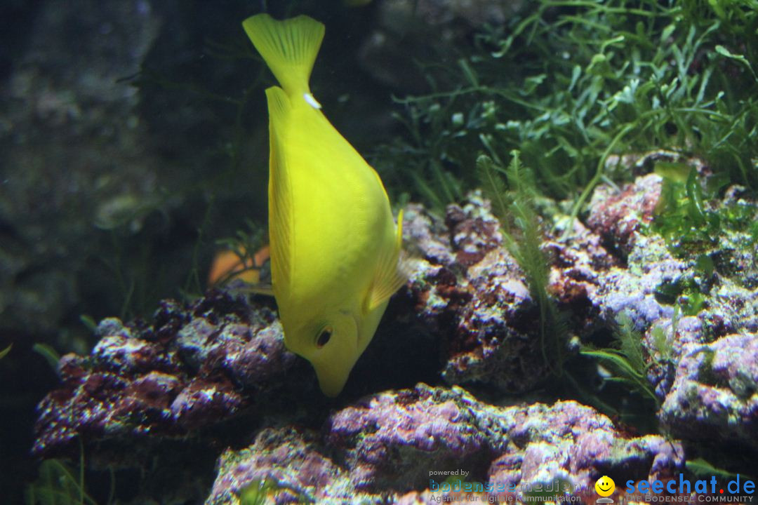 Zoo-Zuerich-26042012-Bodensee-Community_SEECHAT_DE-_130.jpg