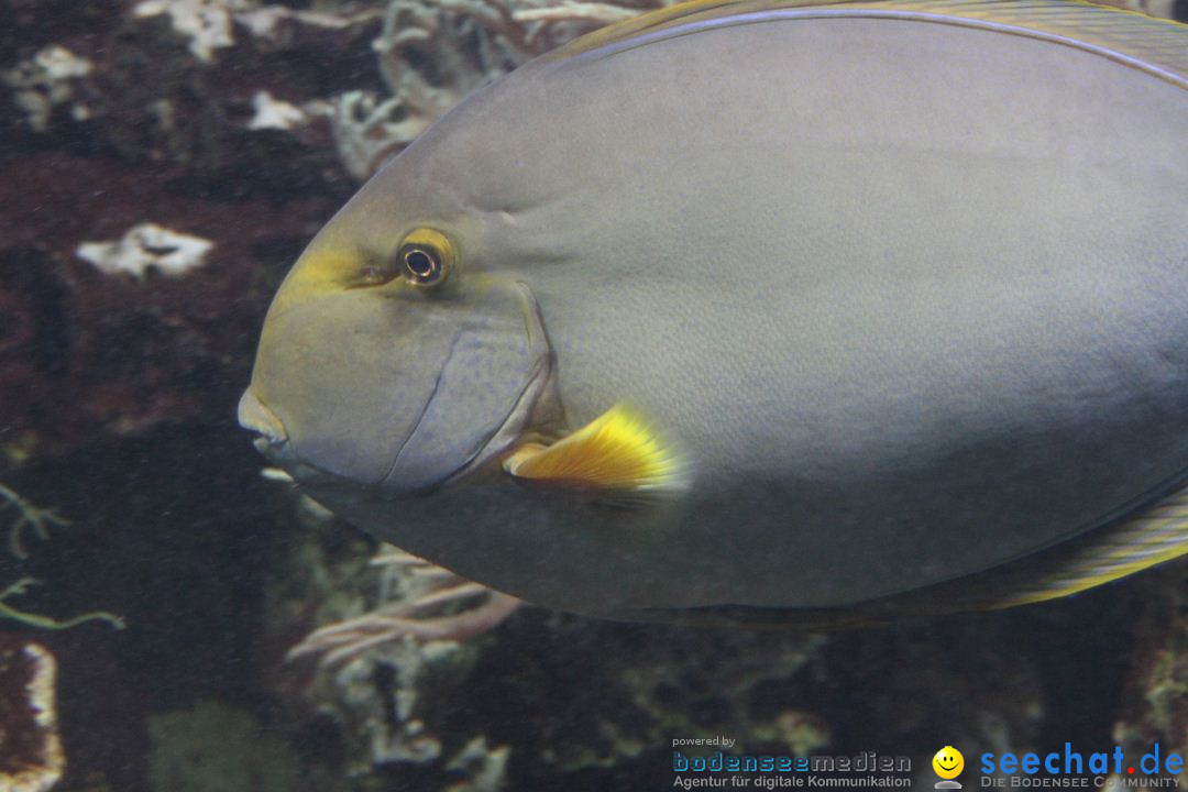 Zoo-Zuerich-26042012-Bodensee-Community_SEECHAT_DE-_133.jpg