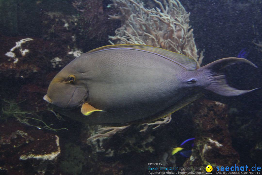 Zoo-Zuerich-26042012-Bodensee-Community_SEECHAT_DE-_136.jpg