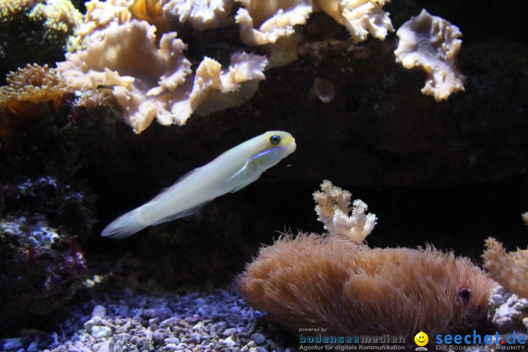 Zoo-Zuerich-26042012-Bodensee-Community_SEECHAT_DE-_14.jpg