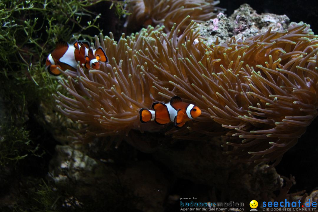 Zoo-Zuerich-26042012-Bodensee-Community_SEECHAT_DE-_140.jpg