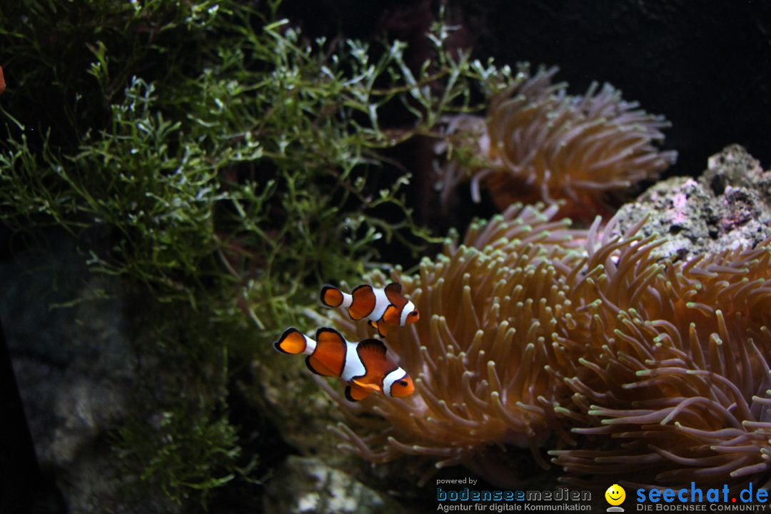 Zoo-Zuerich-26042012-Bodensee-Community_SEECHAT_DE-_141.jpg