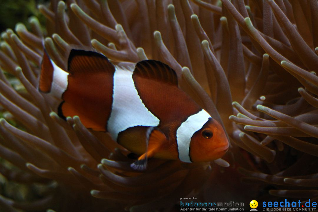 Zoo-Zuerich-26042012-Bodensee-Community_SEECHAT_DE-_142.jpg