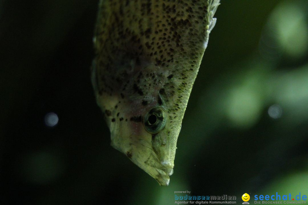 Zoo-Zuerich-26042012-Bodensee-Community_SEECHAT_DE-_145.jpg