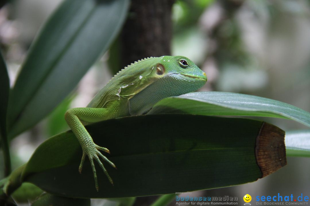 Zoo-Zuerich-26042012-Bodensee-Community_SEECHAT_DE-_146.jpg