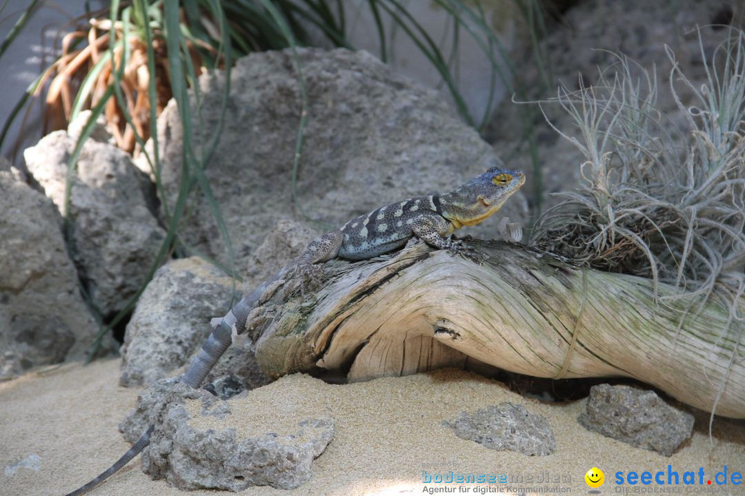 Zoo-Zuerich-26042012-Bodensee-Community_SEECHAT_DE-_147.jpg