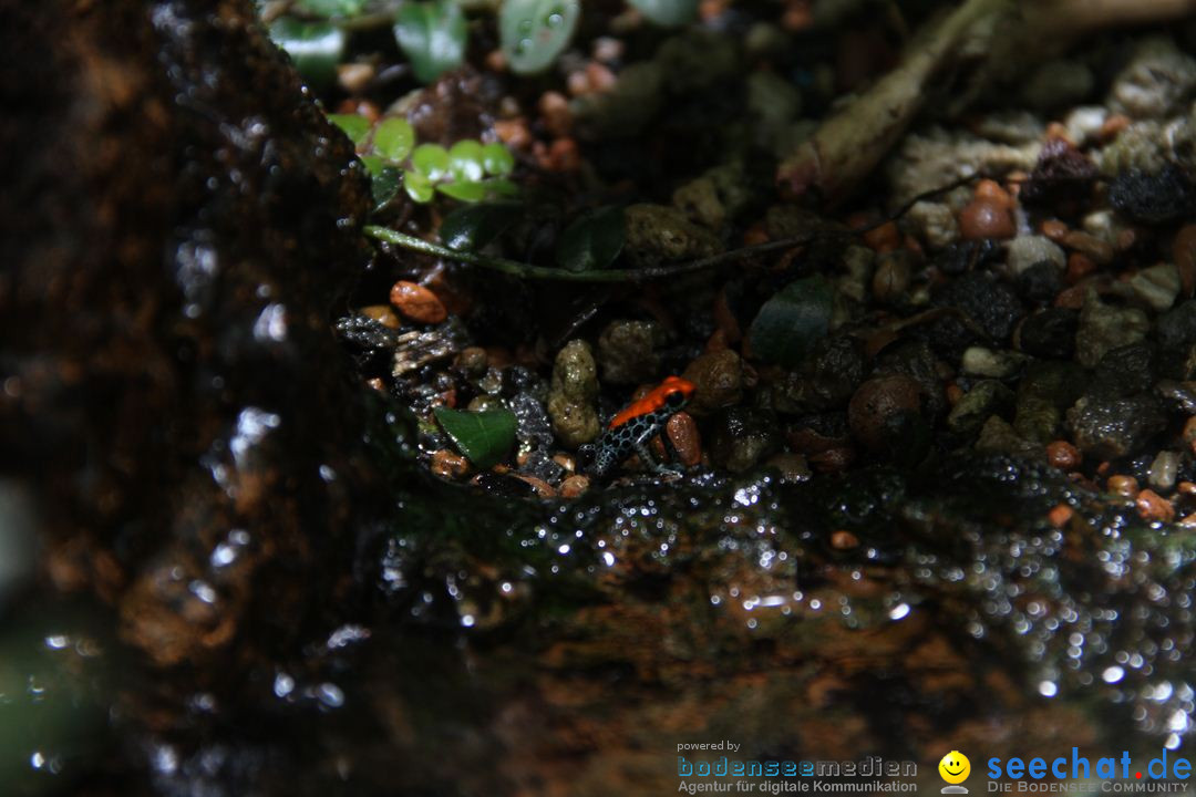 Zoo-Zuerich-26042012-Bodensee-Community_SEECHAT_DE-_150.jpg