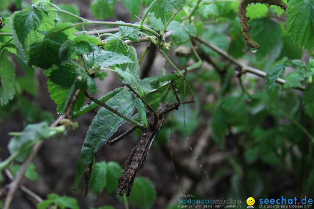 Zoo-Zuerich-26042012-Bodensee-Community_SEECHAT_DE-_152.jpg