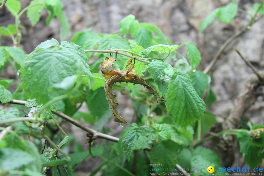 Zoo-Zuerich-26042012-Bodensee-Community_SEECHAT_DE-_153.jpg