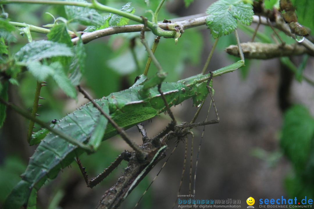 Zoo-Zuerich-26042012-Bodensee-Community_SEECHAT_DE-_154.jpg