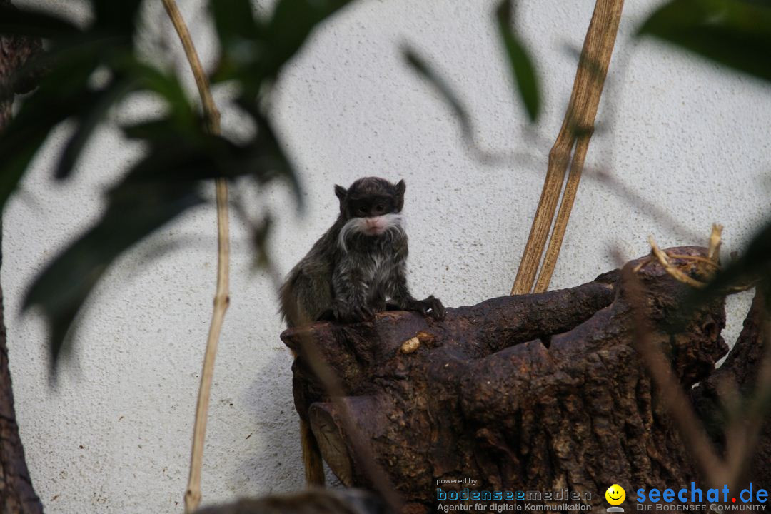 Zoo-Zuerich-26042012-Bodensee-Community_SEECHAT_DE-_156.jpg