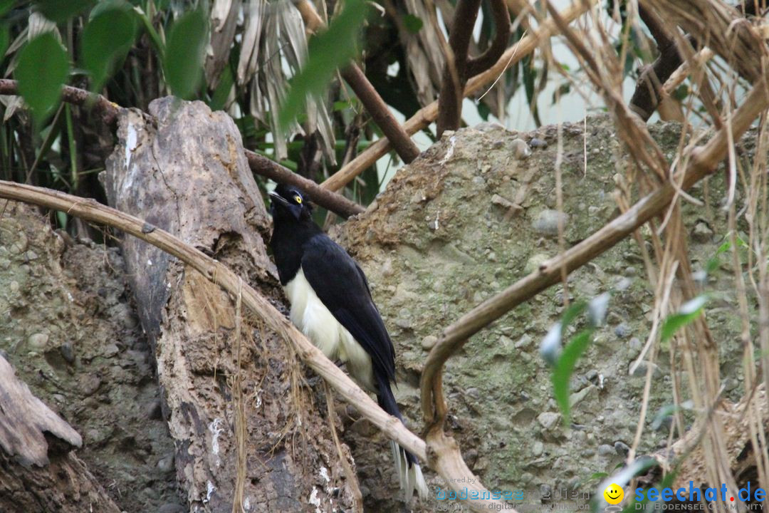 Zoo-Zuerich-26042012-Bodensee-Community_SEECHAT_DE-_157.jpg