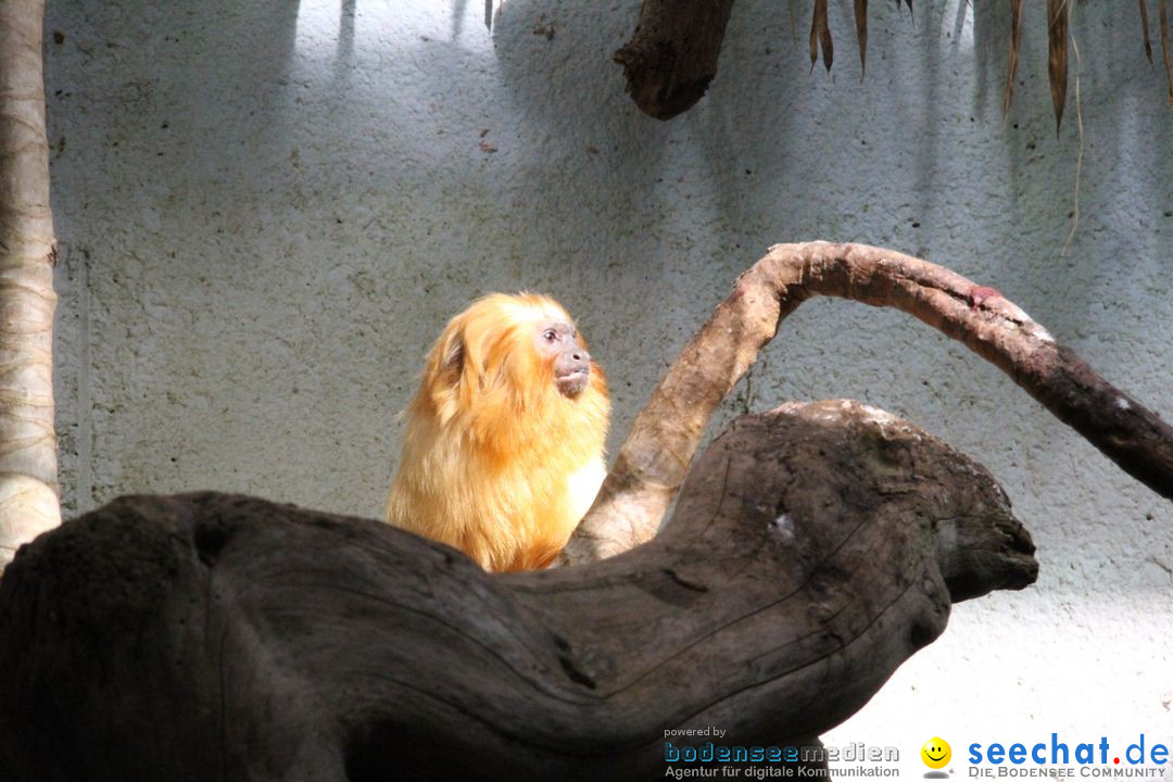 Zoo-Zuerich-26042012-Bodensee-Community_SEECHAT_DE-_158.jpg