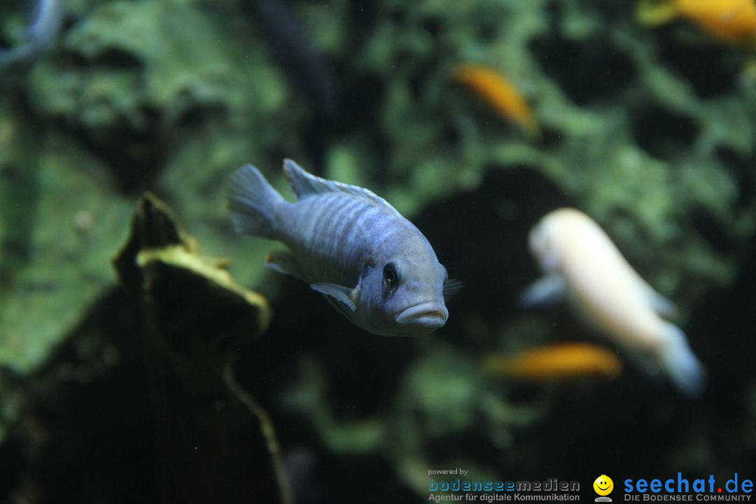 Zoo-Zuerich-26042012-Bodensee-Community_SEECHAT_DE-_21.jpg