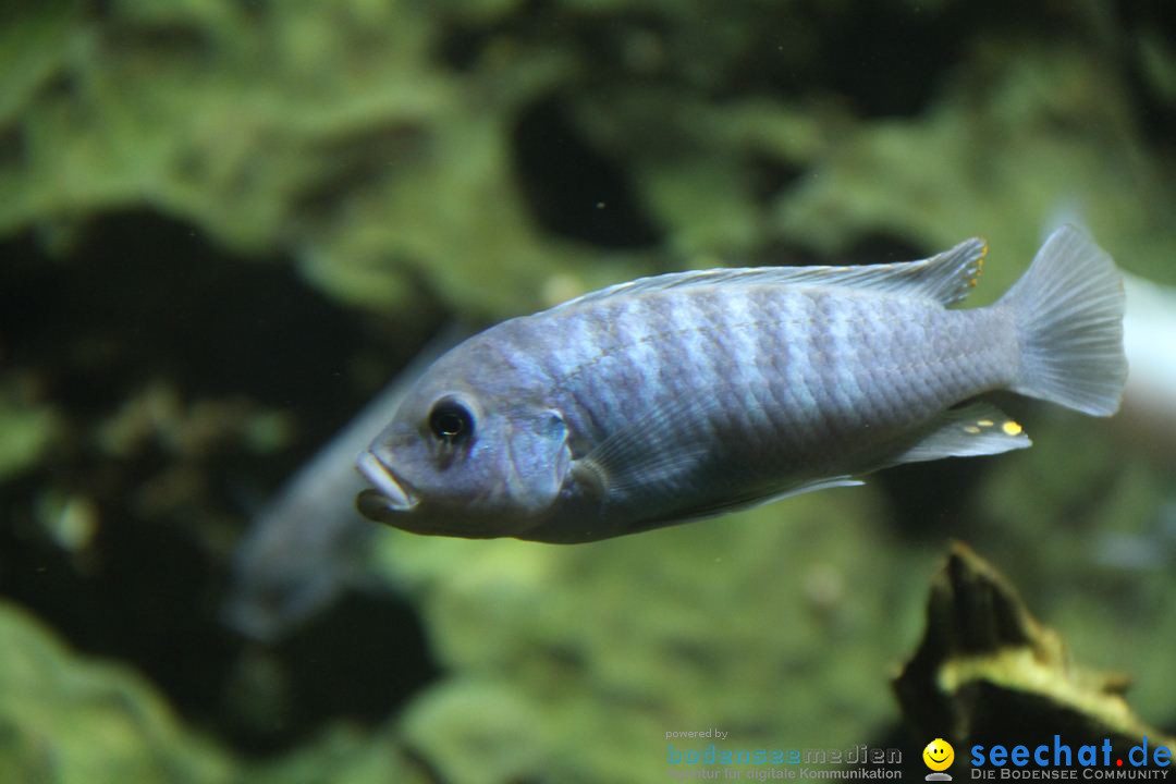 Zoo-Zuerich-26042012-Bodensee-Community_SEECHAT_DE-_22.jpg