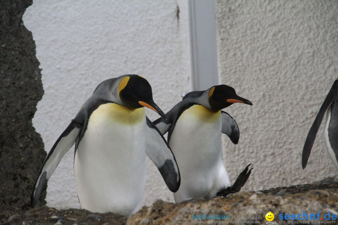 Zoo-Zuerich-26042012-Bodensee-Community_SEECHAT_DE-_25.jpg