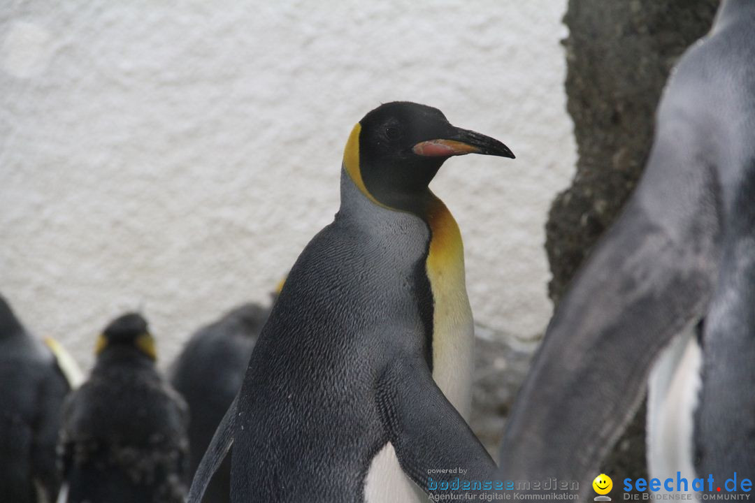 Zoo-Zuerich-26042012-Bodensee-Community_SEECHAT_DE-_28.jpg