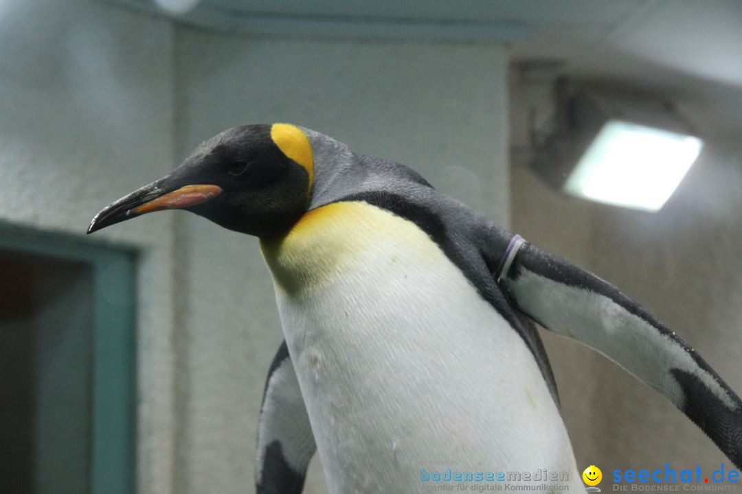 Zoo-Zuerich-26042012-Bodensee-Community_SEECHAT_DE-_29.jpg