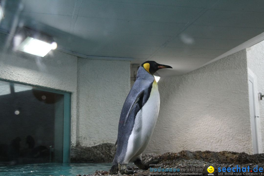 Zoo-Zuerich-26042012-Bodensee-Community_SEECHAT_DE-_31.jpg