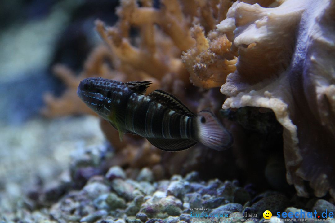 Zoo-Zuerich-26042012-Bodensee-Community_SEECHAT_DE-_34.jpg