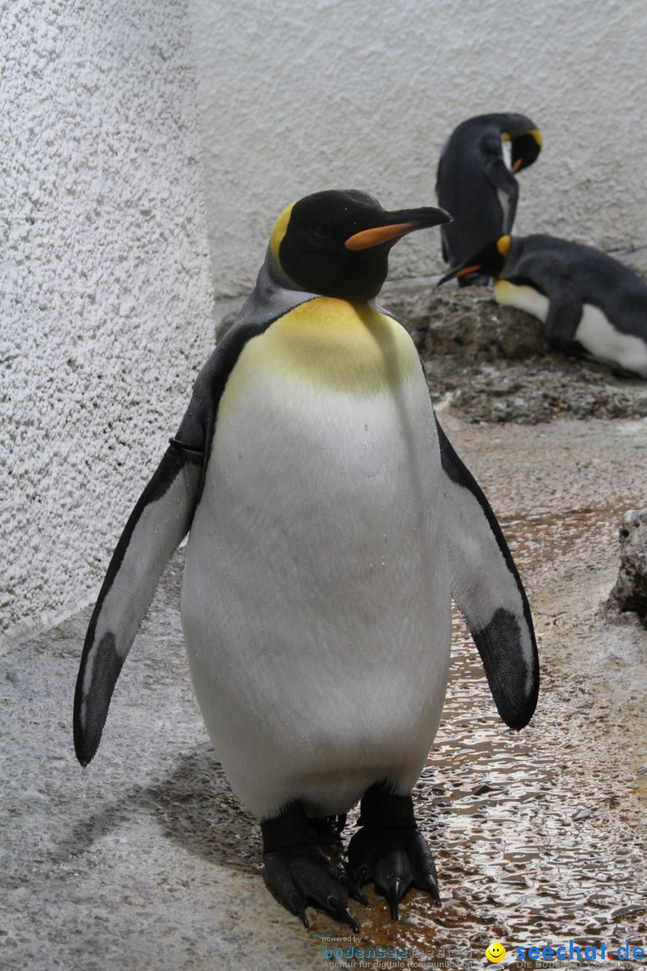 Zoo-Zuerich-26042012-Bodensee-Community_SEECHAT_DE-_39.jpg