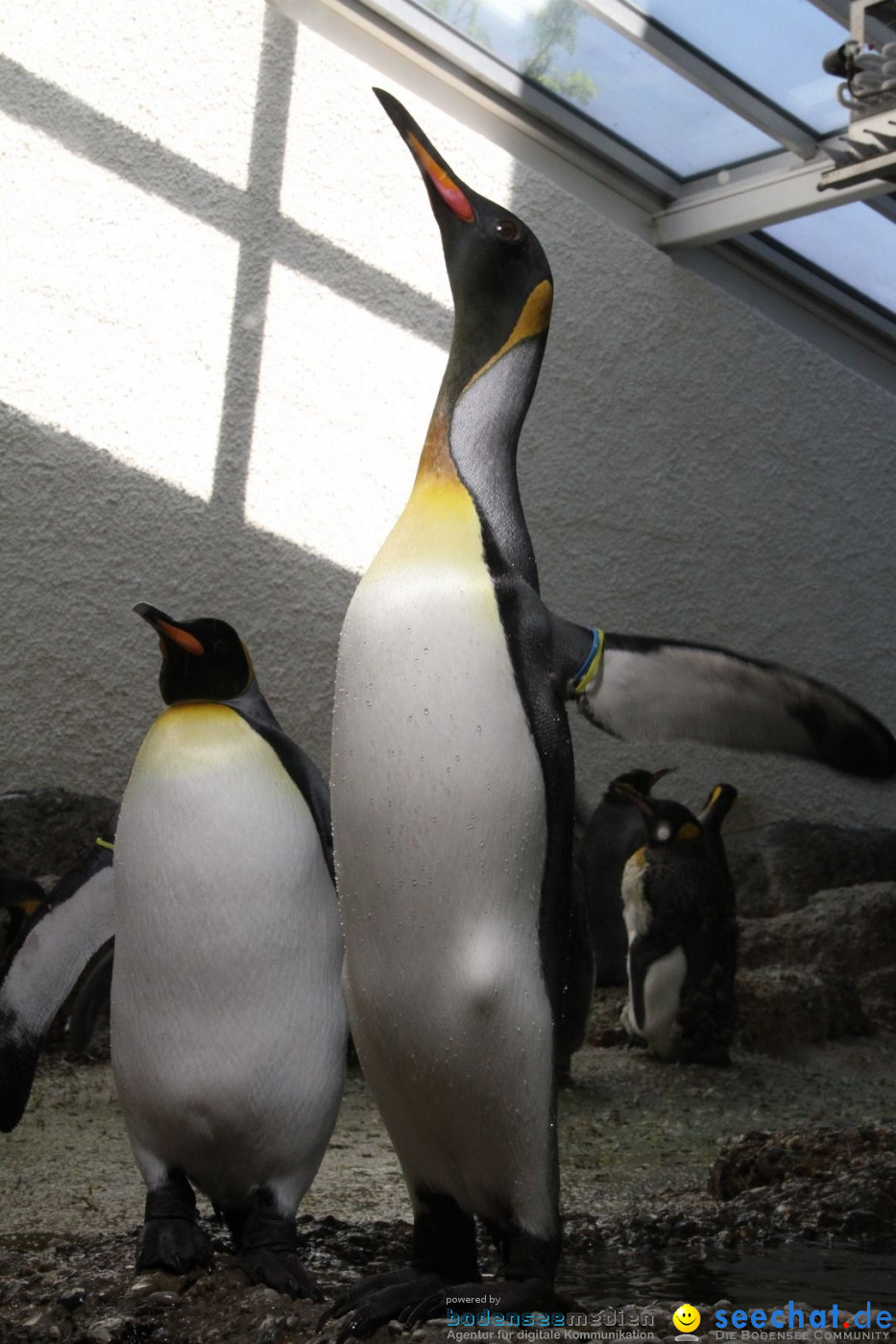 Zoo-Zuerich-26042012-Bodensee-Community_SEECHAT_DE-_40.jpg