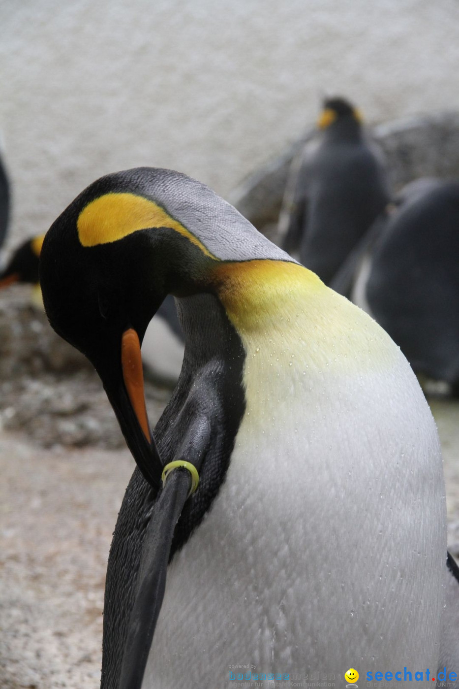 Zoo-Zuerich-26042012-Bodensee-Community_SEECHAT_DE-_42.jpg